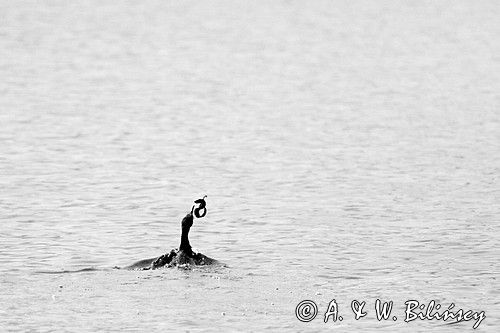 kormoranczarny z ofiarą, Phalacrocorax carbo, Bałtyk