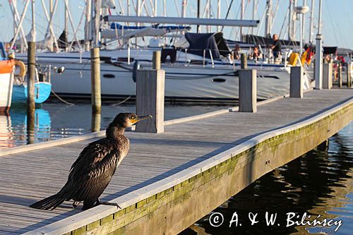 Kormoran czarny, Phalacrocorax carbo, Klintholm, wyspa Mon, Dania