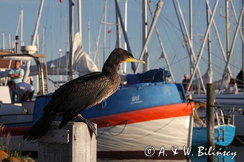 Kormoran czarny, Phalacrocorax carbo, Klintholm, wyspa Mon, Dania