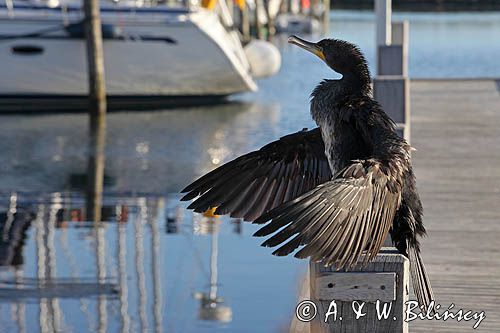 Kormoran czarny, Phalacrocorax carbo, Klintholm, wyspa Mon, Dania