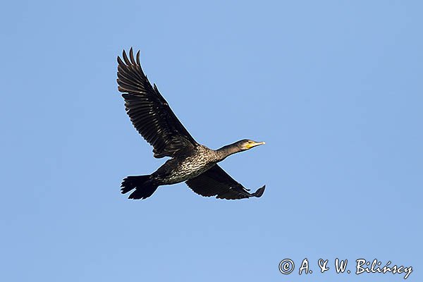 Kormoran czarny, Phalacrocorax carbo