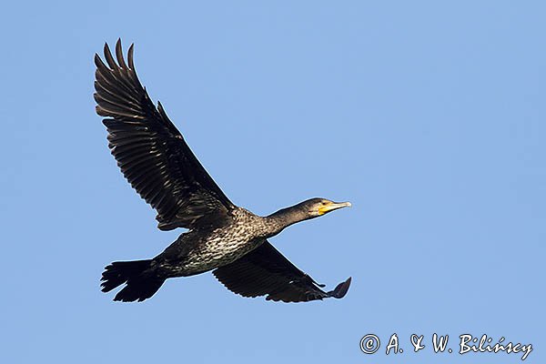 Kormoran czarny, Phalacrocorax carbo