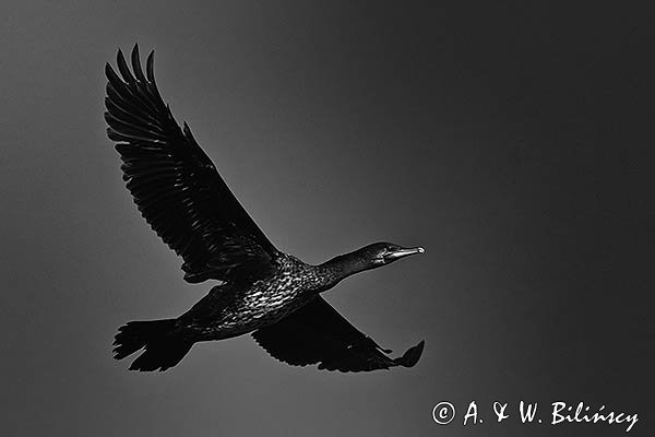 Kormoran czarny, Phalacrocorax carbo