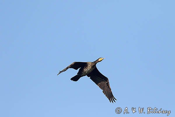 Kormoran czarny, Phalacrocorax carbo