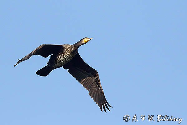 Kormoran czarny, Phalacrocorax carbo