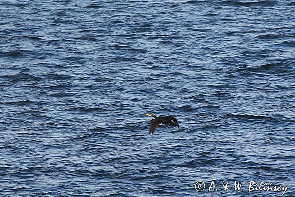 Kormoran czarny, Phalacrocorax carbo