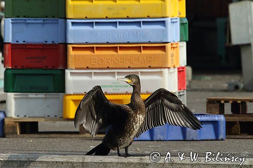 Kormoran czarny, Phalacrocorax carbo, Klintholm, wyspa Mon, Dania