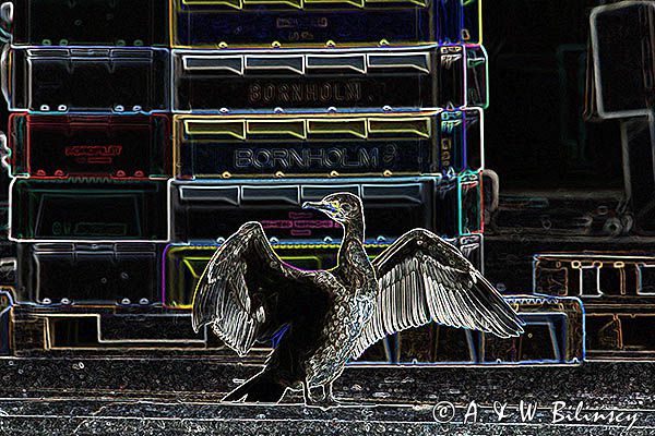 Kormoran czarny, Phalacrocorax carbo, Klintholm, wyspa Mon, Dania