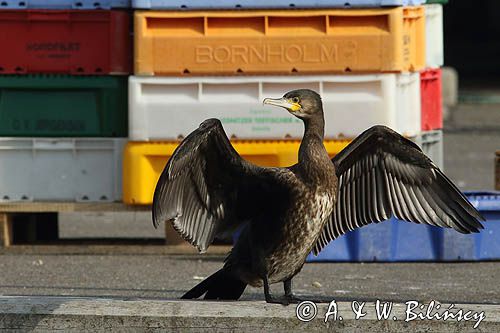 Kormoran czarny, Phalacrocorax carbo, Klintholm, wyspa Mon, Dania