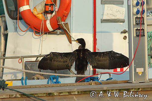 Kormoran czarny, Phalacrocorax carbo, Klintholm, wyspa Mon, Dania