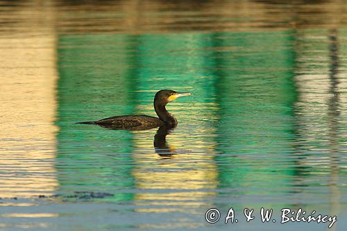 Kormoran czarny, Phalacrocorax carbo, Klintholm, wyspa Mon, Dania