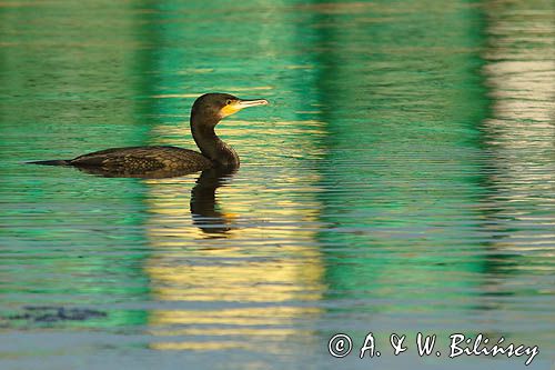 Kormoran czarny, Phalacrocorax carbo, Klintholm, wyspa Mon, Dania