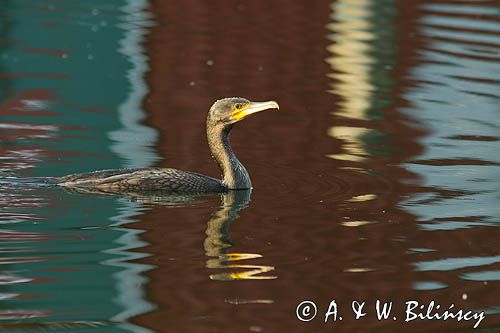 Kormoran czarny, Phalacrocorax carbo, Klintholm, wyspa Mon, Dania