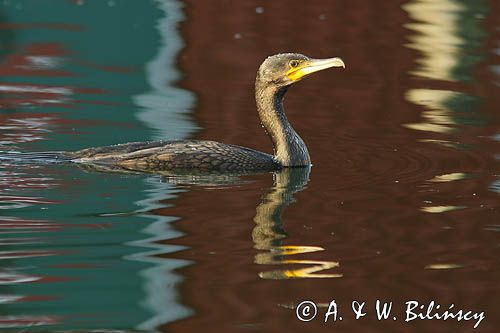 Kormoran czarny, Phalacrocorax carbo, Klintholm, wyspa Mon, Dania