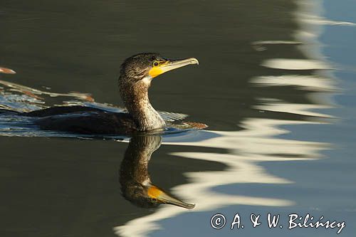 Kormoran czarny, Phalacrocorax carbo, Klintholm, wyspa Mon, Dania