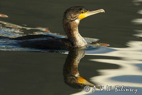 Kormoran czarny, Phalacrocorax carbo, Klintholm, wyspa Mon, Dania