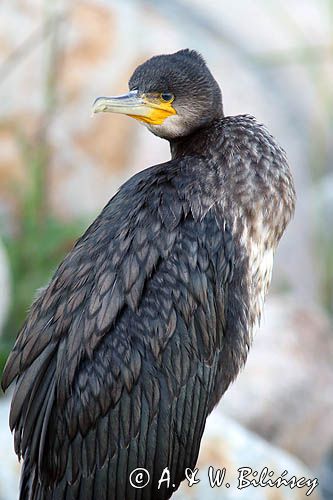 Kormoran czarny, Phalacrocorax carbo, Klintholm, wyspa Mon, Dania