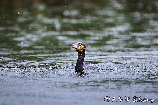 Kormoran czarny, Phalacrocorax carbo w deszczu