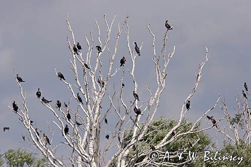 Kormoran czarny Phalacrocorax carbo) kolonia