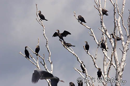 Kormoran czarny Phalacrocorax carbo) kolonia