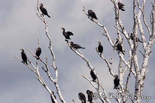 Kormoran czarny Phalacrocorax carbo) kolonia
