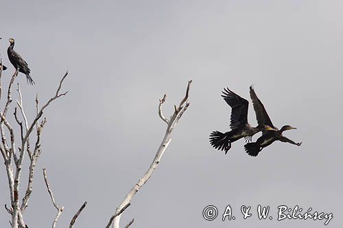Kormoran czarny Phalacrocorax carbo) kolonia