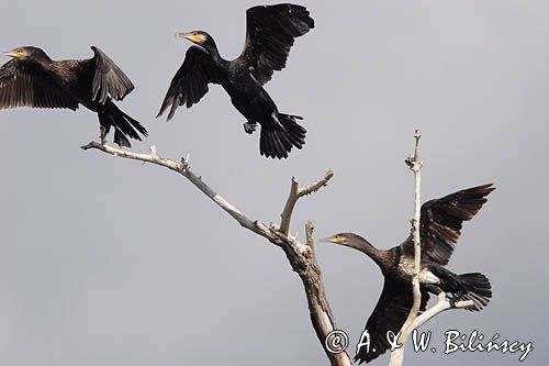 Kormoran czarny Phalacrocorax carbo) kolonia