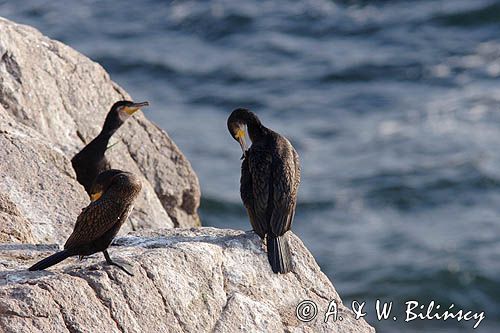 kormorany na klifach koło Hammerhavn, wyspa Bornholm, Dania, Kormoran czarny Phalacrocorax carbo)