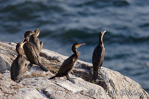 kormorany na klifach koło Hammerhavn, wyspa Bornholm, Dania, Kormoran czarny Phalacrocorax carbo)