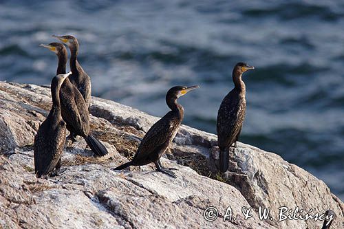 kormorany na klifach koło Hammerhavn, wyspa Bornholm, Dania, Kormoran czarny Phalacrocorax carbo)