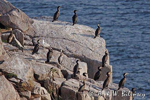 kormorany na klifach koło Hammerhavn, wyspa Bornholm, Dania, Kormoran czarny Phalacrocorax carbo)