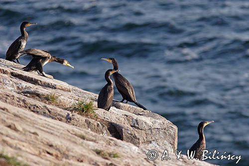 kormorany na klifach koło Hammerhavn, wyspa Bornholm, Dania, Kormoran czarny Phalacrocorax carbo)