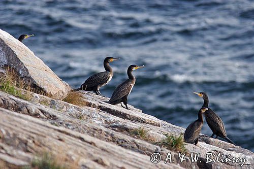 kormorany na klifach koło Hammerhavn, wyspa Bornholm, Dania, Kormoran czarny Phalacrocorax carbo)