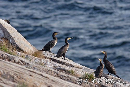 kormorany na klifach koło Hammerhavn, wyspa Bornholm, Dania, Kormoran czarny Phalacrocorax carbo)