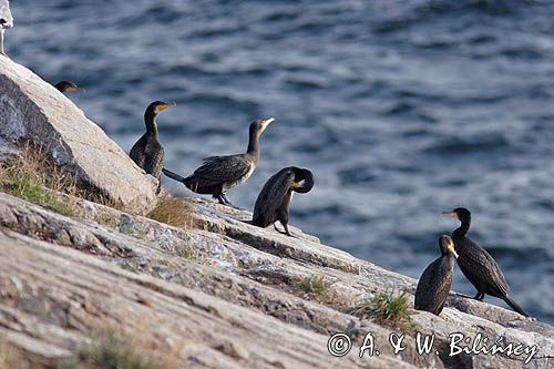 kormorany na klifach koło Hammerhavn, wyspa Bornholm, Dania, Kormoran czarny Phalacrocorax carbo)