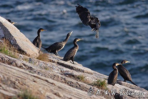 kormorany na klifach koło Hammerhavn, wyspa Bornholm, Dania, Kormoran czarny Phalacrocorax carbo)