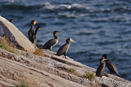 kormorany na klifach koło Hammerhavn, wyspa Bornholm, Dania, Kormoran czarny Phalacrocorax carbo)