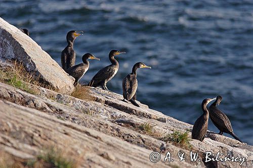 kormorany na klifach koło Hammerhavn, wyspa Bornholm, Dania, Kormoran czarny Phalacrocorax carbo)