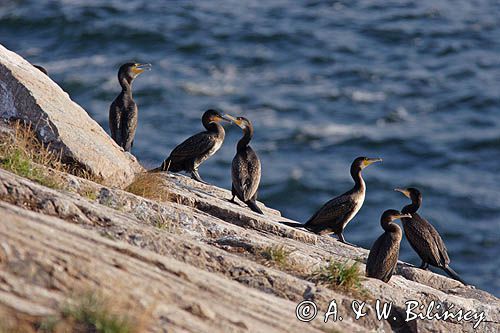 kormorany na klifach koło Hammerhavn, wyspa Bornholm, Dania, Kormoran czarny Phalacrocorax carbo)