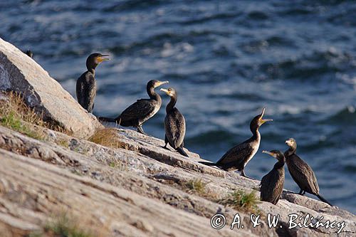 kormorany na klifach koło Hammerhavn, wyspa Bornholm, Dania, Kormoran czarny Phalacrocorax carbo)