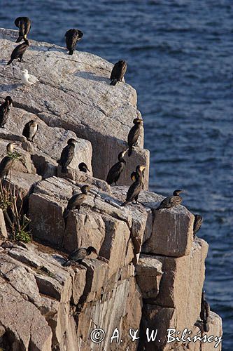 kormorany na klifach koło Hammerhavn, wyspa Bornholm, Dania, Kormoran czarny Phalacrocorax carbo)