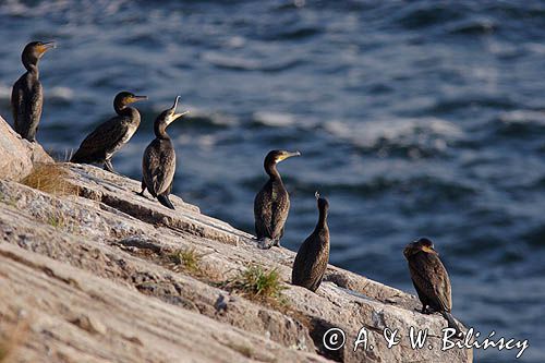 kormorany na klifach koło Hammerhavn, wyspa Bornholm, Dania, Kormoran czarny Phalacrocorax carbo)