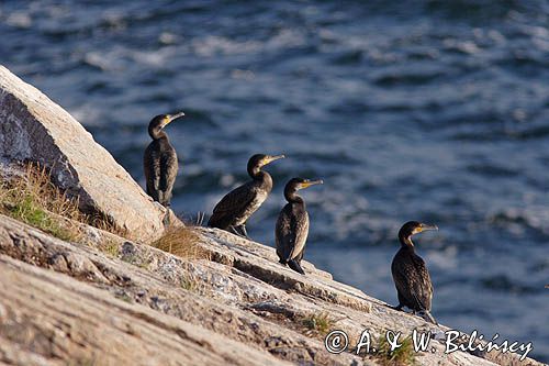 kormorany na klifach koło Hammerhavn, wyspa Bornholm, Dania, Kormoran czarny Phalacrocorax carbo)