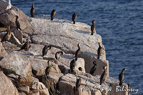 kormorany na klifach koło Hammerhavn, wyspa Bornholm, Dania, Kormoran czarny Phalacrocorax carbo)