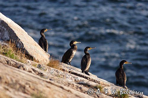 kormorany na klifach koło Hammerhavn, wyspa Bornholm, Dania, Kormoran czarny Phalacrocorax carbo)