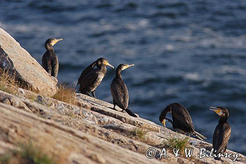 kormorany na klifach koło Hammerhavn, wyspa Bornholm, Dania, Kormoran czarny Phalacrocorax carbo)