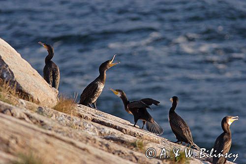 kormorany na klifach koło Hammerhavn, wyspa Bornholm, Dania, Kormoran czarny Phalacrocorax carbo)