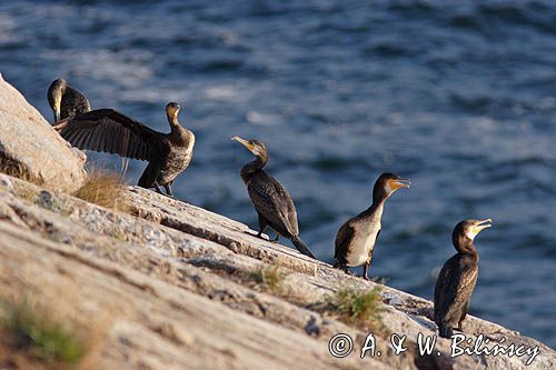 kormorany na klifach koło Hammerhavn, wyspa Bornholm, Dania, Kormoran czarny Phalacrocorax carbo)