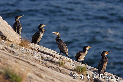 kormorany na klifach koło Hammerhavn, wyspa Bornholm, Dania, Kormoran czarny Phalacrocorax carbo)