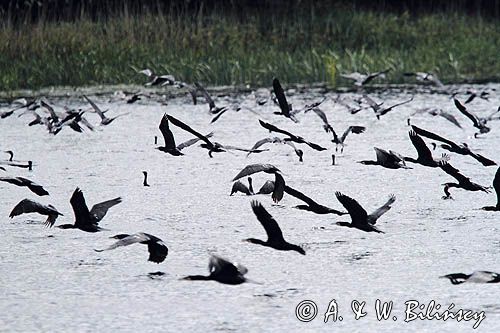 Kormorany czarne, Phalacrocorax carbo polujące na Nogacie